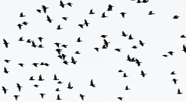 Meaning of Seeing a Number of Crows in Your Dream