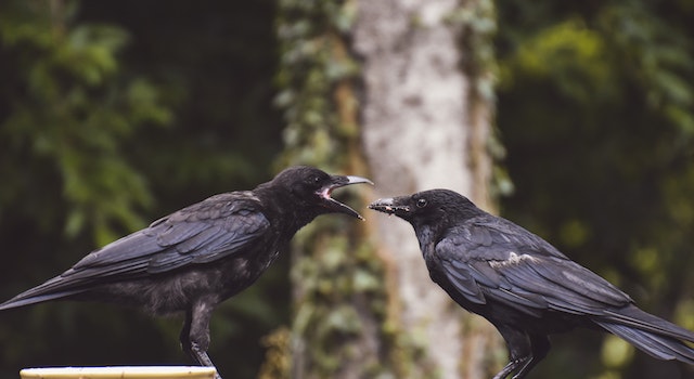 What Does it Mean When a Crow Visits You?