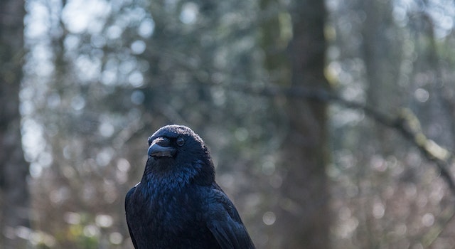 What Does a Single Black Crow Meaning Mean?