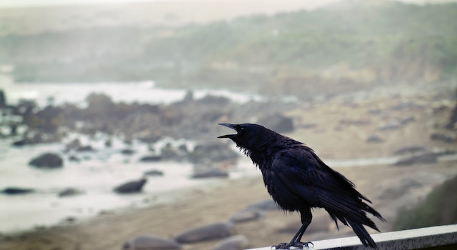 Are Crows Bad Luck?