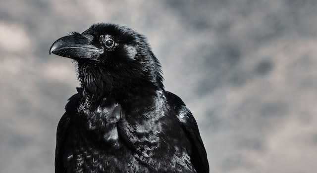 Do Crows Mean Death is Near?
