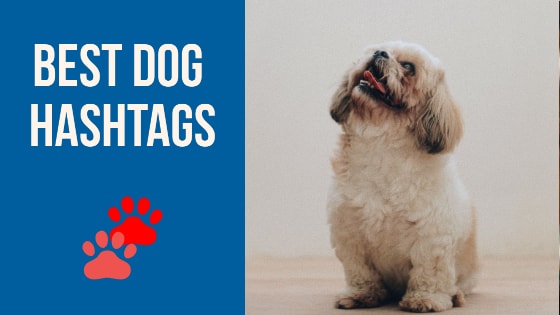 500 Best Dog hashtags for Instagram and TikTok in 2023